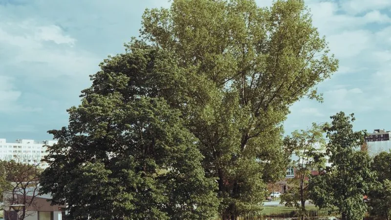 Green park with walking paths in the Chandler Park area