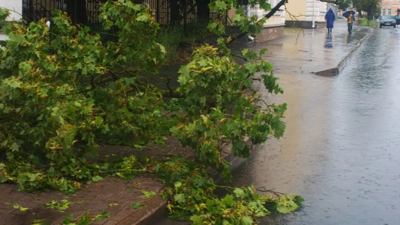 Fallen tree branch on a street after a storm